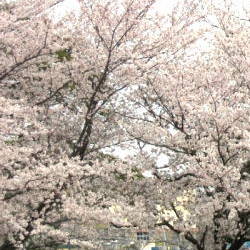 Sakura Sakura piano sheet music