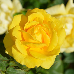 The Yellow Rose of Texas SCORE