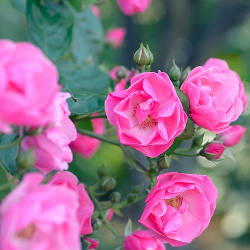 Waltz of the Flowers Piano Sheet Music